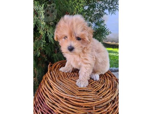 Κουτάβια Maltipoo